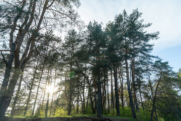 A serene forest river flows gently through a lush landscape, illuminated by the warm glow of a spring evening sun. 
