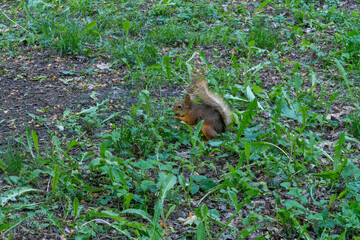 A Squirrel In Its Natural Habitat Foraging Amidst Green Foliage And Earthy Ground. Symbol Of Resilience And Adaptation In Nature Captured Through A Squirrel's Journey.