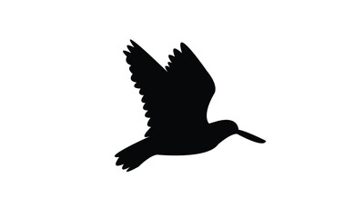 Flying American oystercatcher bird Silhouette Design  And Vector Illustration. 