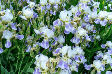 White Irises Blooming in a City Lawn. Delicate White Irises Bringing Tranquility and Joy to Urban Life. The Elegance of White Irises Symbolizing Purity and Renewal in a Bustling City.