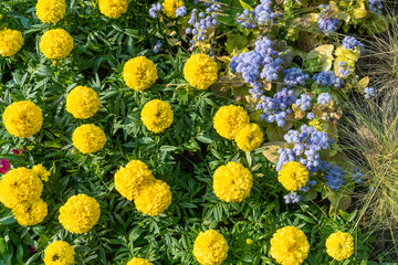 Yellow marigold flowers and blue ageratum in a vibrant garden scene. Bright yellow and blue flowers in a lush garden. A lively contrast of yellow and blue blooms amidst green foliage.