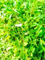 green leaves background