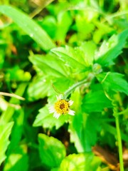 yellow flowers of grass plants