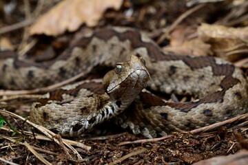 Europäische Hornotter // European nose-horned viper (Vipera ammodytes meridionalis) - Strofilia, Peloponnes, Griechenland