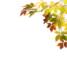 Twigs with colorful autumn leaves of wild grape in a corner arrangement isolated on white or transparent background