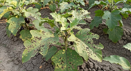 Close-up view of damaged eggplant plants showing signs of pest infestation and leaf damage.