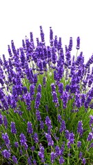 Obraz premium Lavender flowers cluster close-up