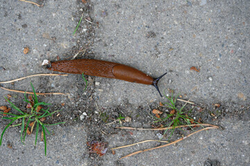 Brown Slug Crawling Between Pavement Cracks