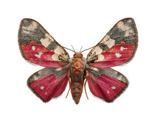 Colorful moth species displayed against nature view isolated on transparent background, png