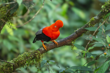 Andean Cock-of-the-rock (Rupicola peruvianus