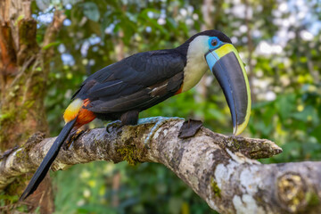 White-throated Toucan (Ramphastos tucanus) Perched on a Tree: A Near-passerine Bird in Ramphastidae Family