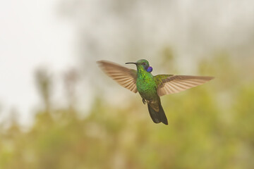 The lesser violetear (Colibri cyanotus), also known as the mountain violet-ear, is a medium-sized, metallic green hummingbird in Ecuador