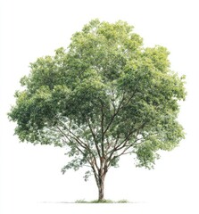 Fototapeta premium Lush green tree against white