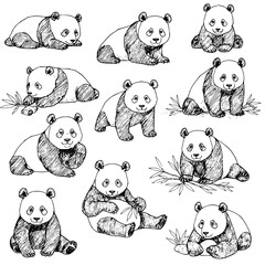Adorable pandas drawn in charming sketch style