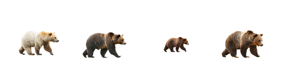 Fototapeta premium Bear Family: Grizzly Bears Walking Isolated on White