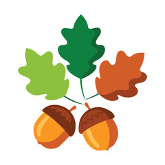 Two acorns and three oak leaves on white background