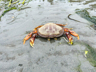 Dungeness Crab on the Beach