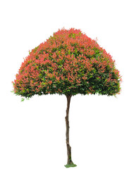 Ornamental Syzygium myrtifolium tree with red and green foliage pruned in umbrella shape isolated on transparent background. PNG transparency
