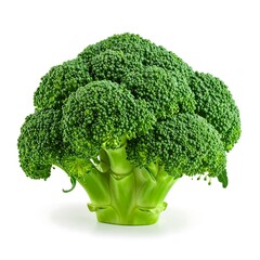 Fresh broccoli head, bright green