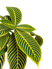 Tropical leaf sanchezia nobilis with bold yellow veins and dark green color pattern foliage isolated on transparent background. PNG transparency
