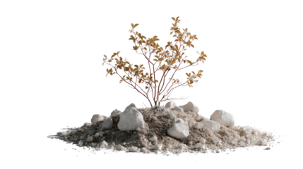 Resilient life form on rocks: A small, hardy plant thrives on a mound of rocks, its delicate leaves a testament to nature's tenacity.