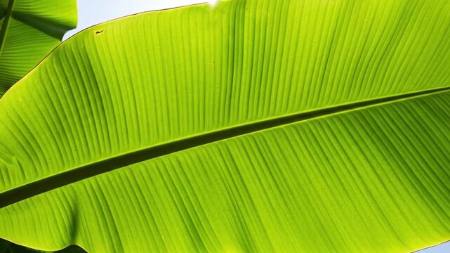 Close-up macro of a bright green backlit banana leaf showing its parallel veins