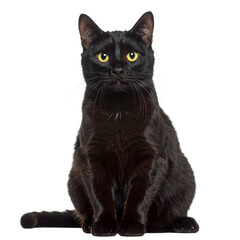 Fototapeta premium Black Cat with Yellow Eyes sitting
