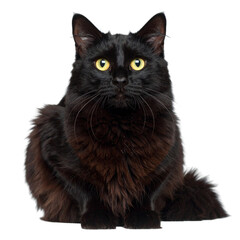 Obraz premium Black Cat with Amber Eye Looking at Camera