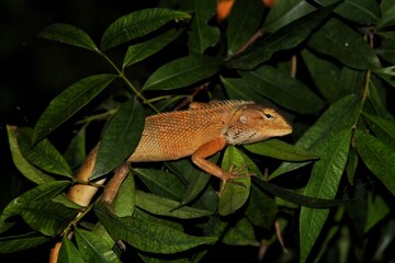 Brightly Colored Lizard Camouflaged on Leafy Branch in Dense Greenery