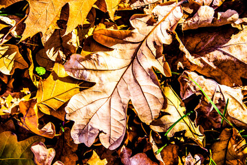 Autumn background-oak leaves fallen leaves lying on the grass
