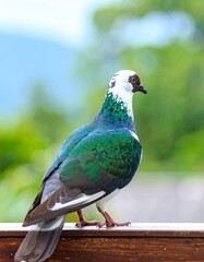 Obraz premium Pigeon in a park setting