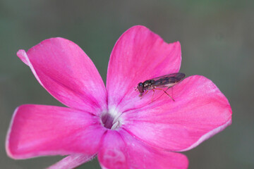 Close up female hoverfly Melanostoma scalare  on pink flowers of garden phlox (Phlox paniculata). Dutch garden, Summer, July