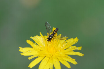 Male hoverfly, Spotted Thintail, Meliscaeva auricollis,  family hoverflies (Syrphidae) on flower of catsear, flatweed (Hypochaeris radicata). Netherlands, summer, July.