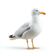 A seagull standing elegantly, showcasing its pristine white and grey feathers, bright yellow beak, and poised posture. The image captures the bird's grace and beauty