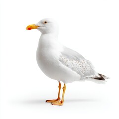 A lone seagull with detailed features. This seagull is standing and facing slightly to the side, with a bright yellow beak and legs, with sharp detail on the plumage.