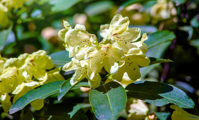 yellow rhododendron blooms in the Botanical garden
