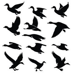 Obraz premium Collection of twelve black silhouette mallard ducks in various flying poses white background