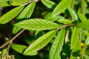 Willow-leaved cotoneaster branch with green leaves - Latin name - Cotoneaster salicifolius