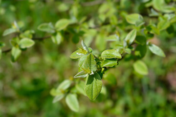 Quince branch with green leaves and flower buds - Latin name - Cydonia oblonga