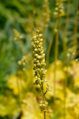 Coral Bells Electric Lime flowers - Latin name - Heuchera Electric Lime