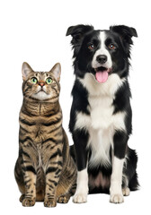 Fototapeta premium a curious brown and black striped tabby cat with emerald eyes and a happy black and white Border Collie panting, sitting side-by-side on a transparent studio background with copy space, clean