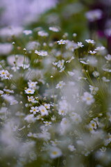 Field of Tiny White Flowers
