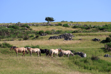 élevage de chevaux dans le cantal