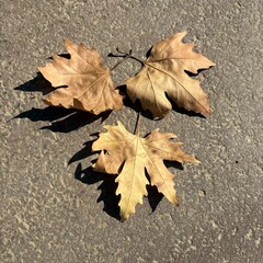 yellow maple leaf