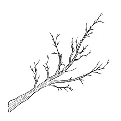 Fototapeta premium Tree branch with thin twigs silhouette black and white sketch. Vector illustration. Spring and winter tree, isolated on white background. For decoration for birthday, wedding, postcards and invitation
