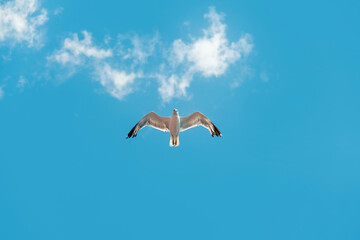 A herring gull flying through white clouds in the blue sky