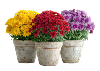 Three potted chrysanthemum plants in terracotta pots, showcasing vibrant autumn colors