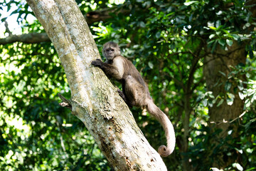 a capuchin monkey in a tree