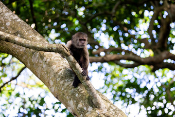 a capuchin monkey in a tree