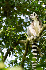 a ringtailed lemur in a tree